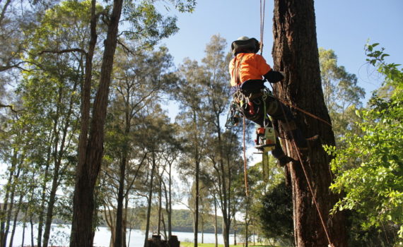 Arborists Newcastle