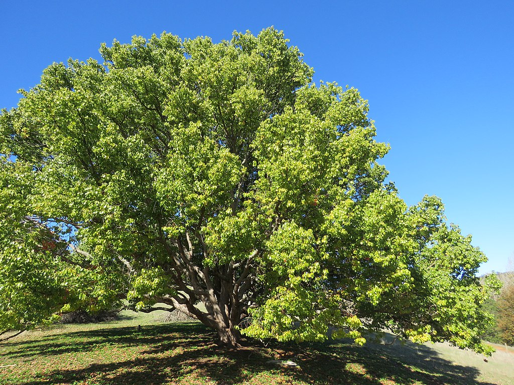 Camphor Laurel