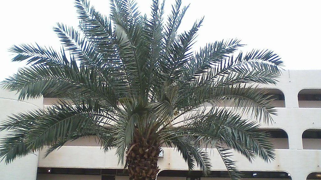 Palm Tree