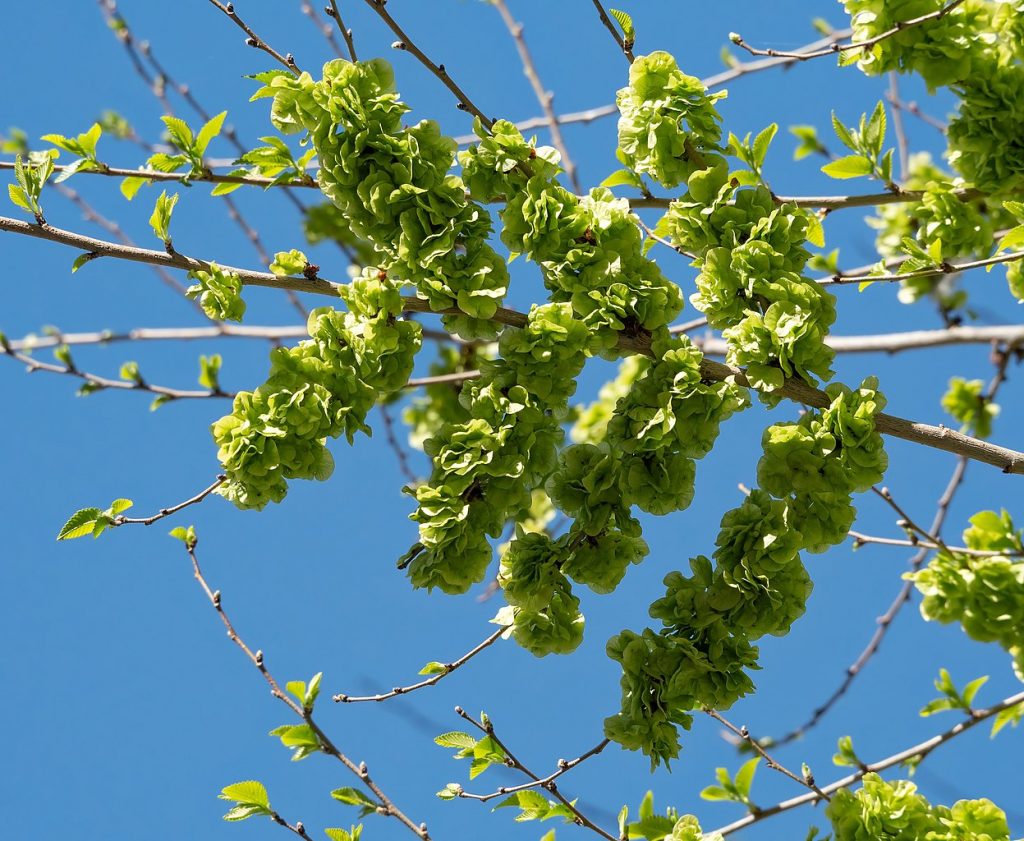 Siberian Elm