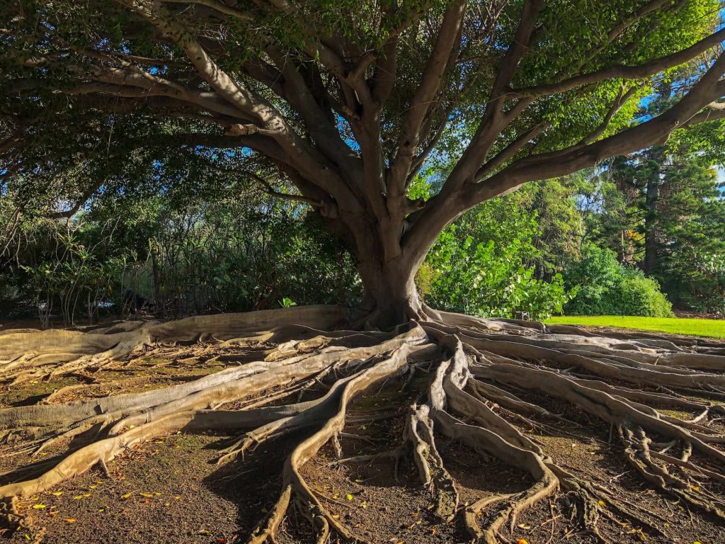 Invasive Trees