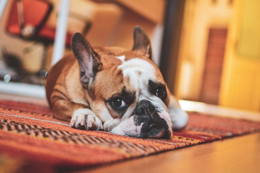 Dog sleeping on an oriental rug